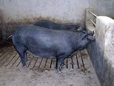  - ID_2603_2_pig_calabrese_fortina